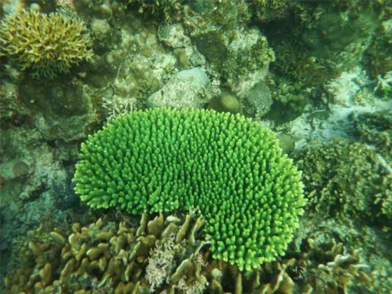 Bright green coral in shallow clear water