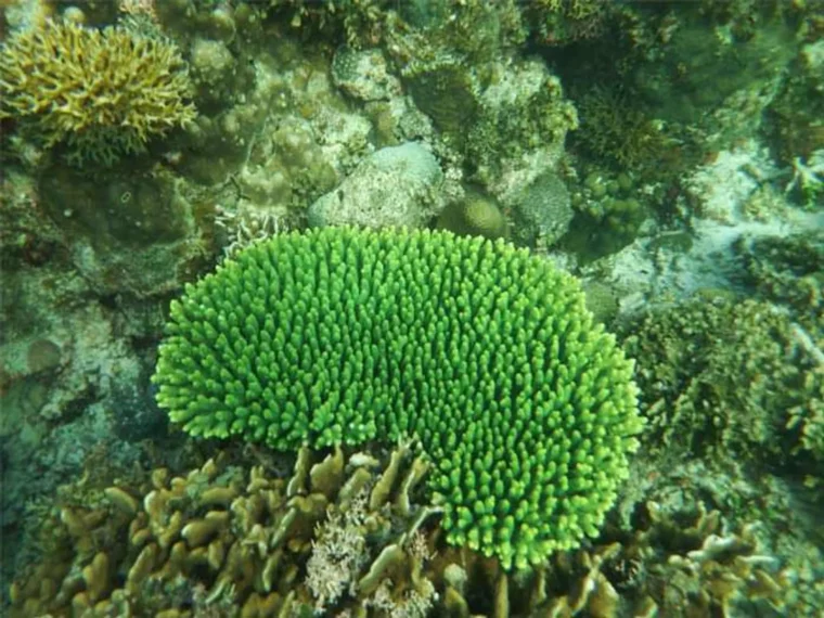 Bright green hard coral in shallow clear water