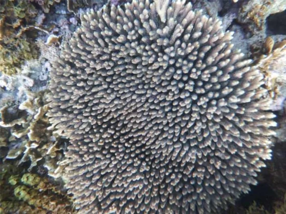 Close view of table coral underwater