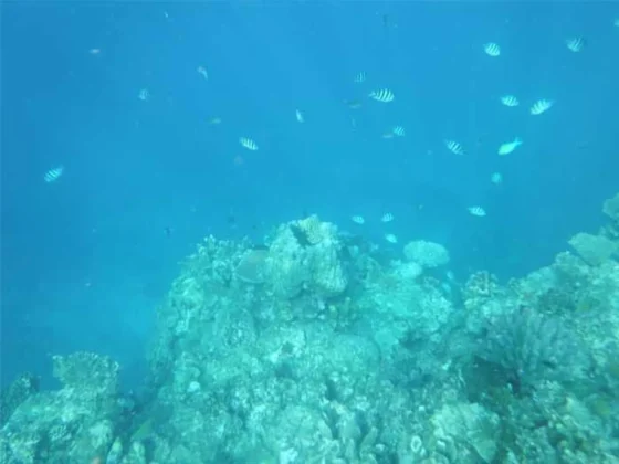 Underwater view of coral and fish