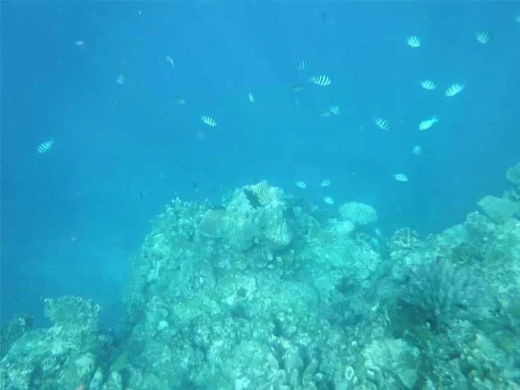 Underwater view of coral and fish in turquoise water