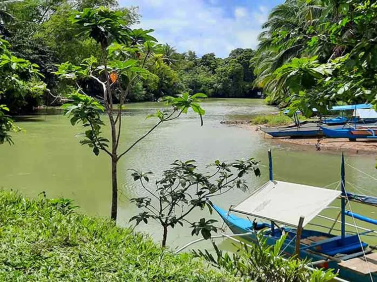 Mangroves along a river with outrigger boats moored
