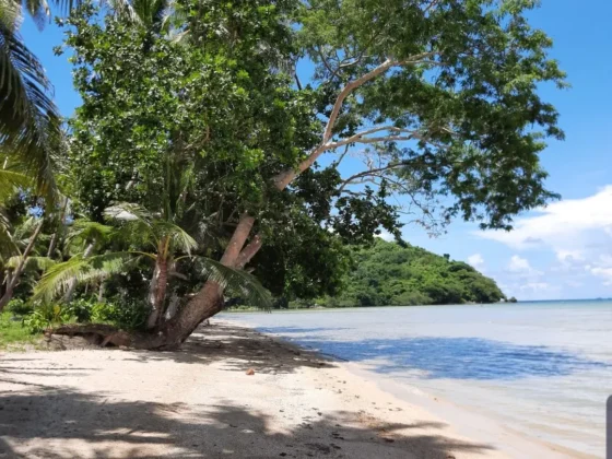 A large shade tree leaning over the sand at the end of the beach