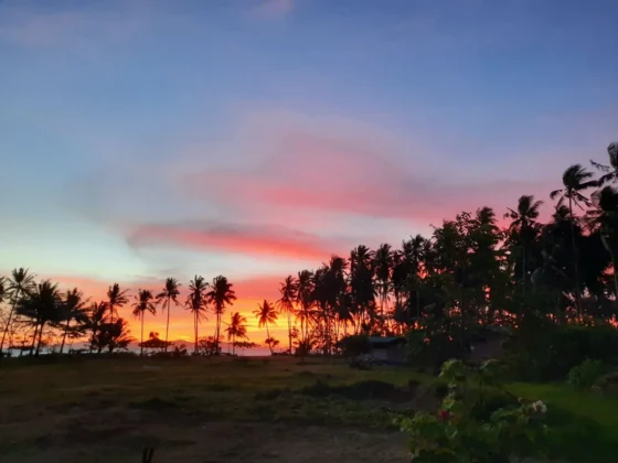 A pink and orange sunset behind a line of coconut palms